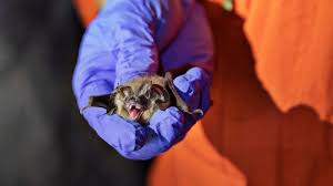 You cannot have a bat as a pet. Can Humans Give Coronavirus To Bats And Other Wildlife The New York Times