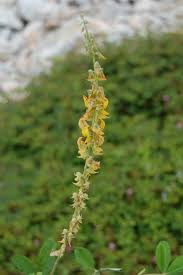 Image result for Crotalaria preladoi