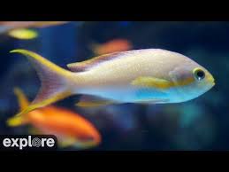 Take A Virtual Aquarium Field Trip With These Ocean And Sealife Live Feeds Perfect For Homeschooling Ocean Lovers And A Mome In 2020 Wrasse Fish Virtual Field Trips