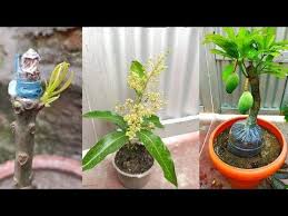 Basically, graftage is the joining of a scion (bud or shoot) of the desired cultivar to a plant with an established root system (rootstock). Best Grafting Technique 100 Success Result Youtube Grafting Plants Grafting Flower Trees