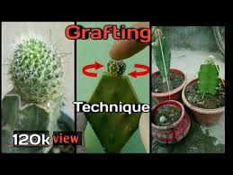 Some fruits will usually have more seeds or spines than others, and it is upon you to decide what you want. Moon Cactus Grafting On Stock Of Cactus Technique Youtube