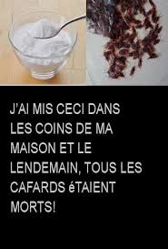 J Ai Mis Ceci Dans Les Coins De Ma Maison Et Le Lendemain Tous Les Cafards Etaient Morts Glassware Tableware Food