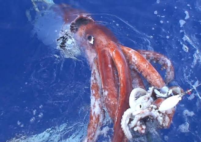 Mga resulta ng larawan para sa Giant Squid"