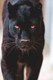 Fotograf Hayvan Fotografciligi Siyah Jaguar Hayvan