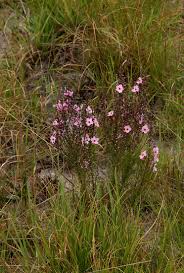 Image result for Sopubia mannii