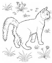 Free Printable Cat Coloring Pages For Kids Cat Coloring Page Family Coloring Pages Animal Coloring Pages