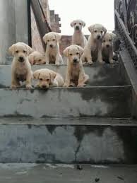 Dogs for Sale in Sheikhupura Road