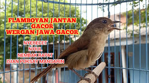 Nah, untuk memudahkan dalam melakukan pemasteran. Flamboyan Jantan Gacor Kicau Pidong Youtube