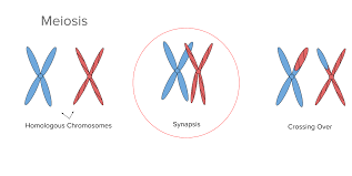 Homologous pair of chromosomes meaning. Synapsis Wikipedia