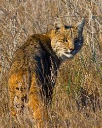 It has a fur skin type. Bobcat Lynx Rufus Natureworks