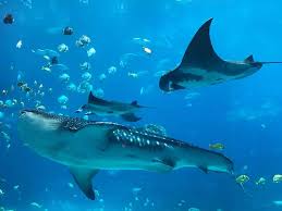 Indoor Oceans Diving With Whale Sharks At Georgia Aquarium Video Tropical Travel Girl