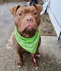 There are animal shelters and rescues that focus on finding great homes for dogs of all breeds in connecticut. Spotty Dog Rescue Home
