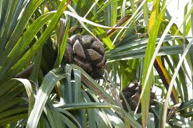 Image result for Pandanaceae