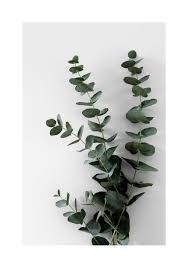 Image result for Eucalyptus