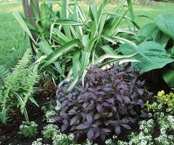Purple and green plant florida. Midnight Wine Weigela Florida Proven Winners
