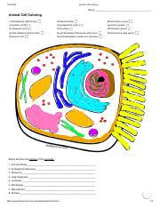 Animal cell coloring page answers exquisite decoration animal cell from animal cell coloring worksheet, source:lawslore.info. Animal Cell Coloring Name Animal Cell Coloring Cell Membrane Light Brown Nucleolus Black Mitochondria Orange Cytoplasm White Golgi Apparatus Pink Course Hero