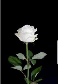 Maybe you would like to learn more about one of these? Mawar Putih