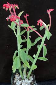 Image result for Monadenium rugosum
