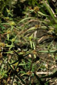 Image result for Spermacoce