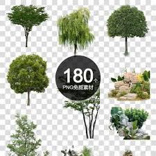 景观树图片园林树木园林树小树landscape tree picture garden tree garden tree small tree landscape trees small trees garden trees