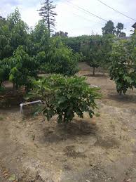 How to grow tennis ball size figs at home! Violette De Bordeaux Fig 17 By C5tiger Pictures Growing Fruit