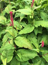 August 31, 2016garden maintenancewhite flower farm. Plants That Look Like Japanese Knotweed Plants Mistaken For Knotweed