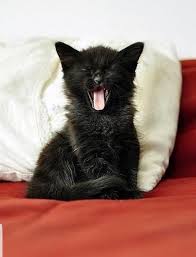 Www Majaempfiehlt De Cats Catlovers Funnycats Katzen Majaempfiehlt Www Majaempfiehlt De Kittens Cutest Baby Animals Cute Cats