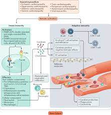 Reappraising The Role Of Inflammation In Heart Failure Nature Reviews Cardiology