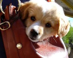 leonard lenny chihuahua cocker spaniel spitz welsh corgi chihuahua cocker spaniel spitz welsh corgi chihuahua niedliche hunde niedliche welpen