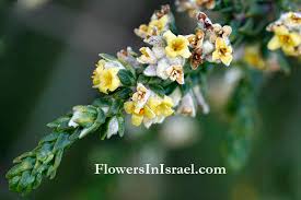 Image result for Thymelaeaceae