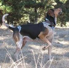 Alaska's list is a huge, online service, featuring classified ads placed by people and businesses throughout the greatland and beyond. Hunting With Dogs