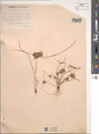 Image result for Pycreus pumilus