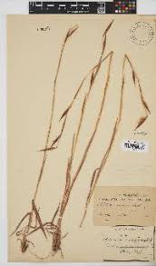 Image result for Monocymbium