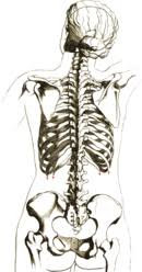 Jun 01, 2021 · anatomy. Rib Cage Wikipedia
