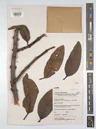 Image result for Phragmanthera crassicaulis