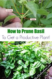 How To Prune Basil Garden Plants Vegetable Pruning Basil Planting Herbs