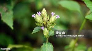 Image result for Rungia