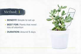 Is a question we're frequently asked. How To Water Plants While Away 6 Diy Methods Proflowers Blog