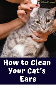 How To Clean Your Cat S Ears Oliveknows Cat Care Cats Cat Allergies