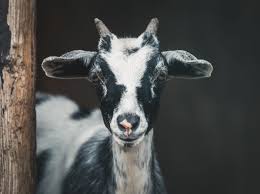 Black And White Goat Wallpaper Homes For Sale In Canton The Hank Miller Team Baby Farm Animals Animals Goat Picture