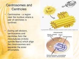 Centrosome Centrioles Cell Division Biology Cell