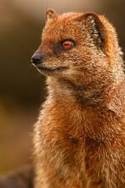 Firavun Fareleri Kuyruksurengiller Ailesinden Afrika Disinda Yasayan Memeli Etcil Bir Hayvan Turudur Unique Animals Mongoose Animal Rare Animals