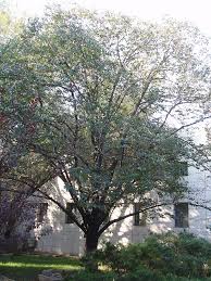 Check spelling or type a new query. Plum Tree Learn About Nature
