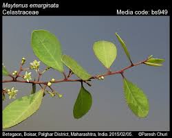 Image result for Gymnosporia buchananii