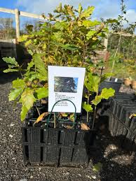 Image result for oak sapling