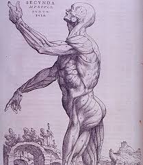 Related posts of muscles of the torso. What Is The Strongest Muscle In The Human Body Library Of Congress