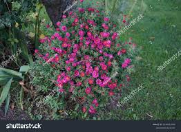 Image result for Asters `Jenny