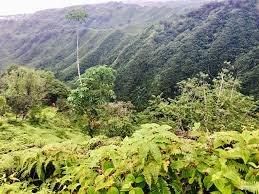 More images for kuliouou ridge trail » Kuliouou Ridge Trail Natural Landmarks Oahu