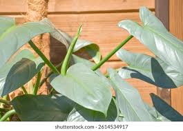 Image result for Filodendron Philodendron