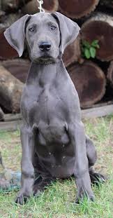 Please send your comments, suggestions, or to be registered in the litter email flier database; Great Lake Danes Blue Great Danes Dane Puppies Great Dane Puppy